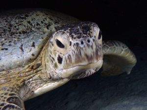 Vor lauter Schildkröten beachtet man kaum das Riff
