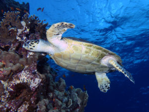 Viele Fische mit Schildkröte als Highlight