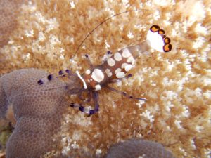 Der Garnelen-Cocktail war ein Augenschmaus