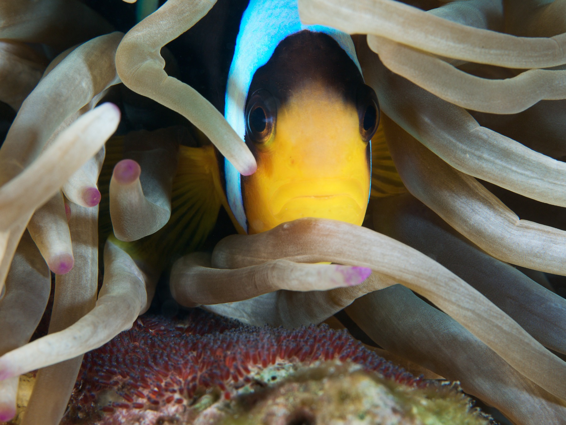 Nemo-Unterwasser