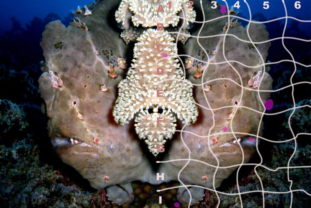 Frogfish-Hurghada