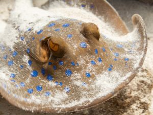 Strahlende Augen beim Schnuppertauchen