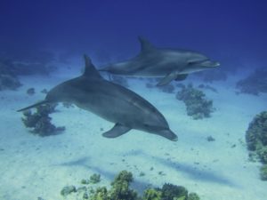 Besuch bei den Delfinen