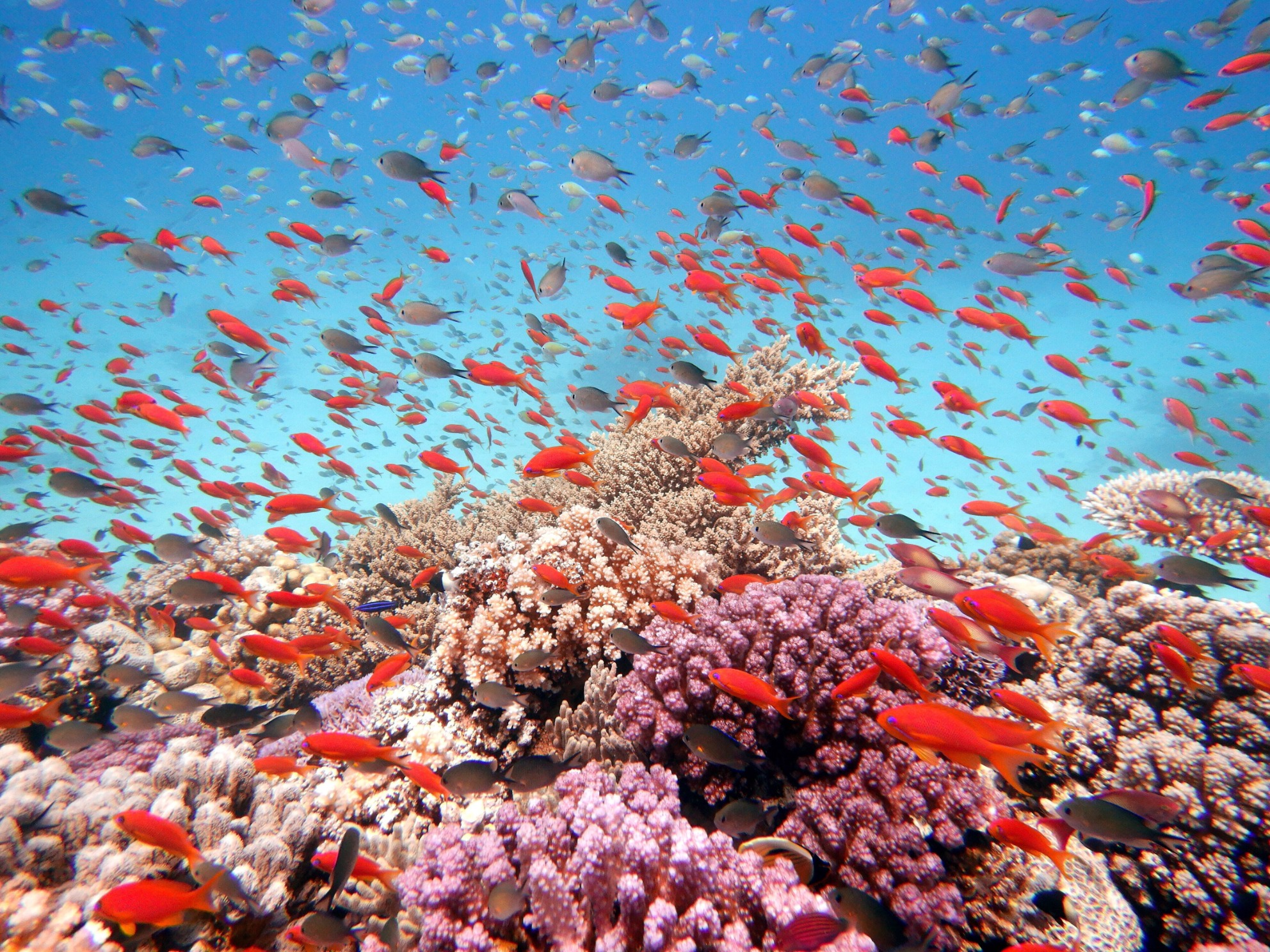 Unterwasserwelt Des Roten Meeres Begeistert Blue Water Dive Resort