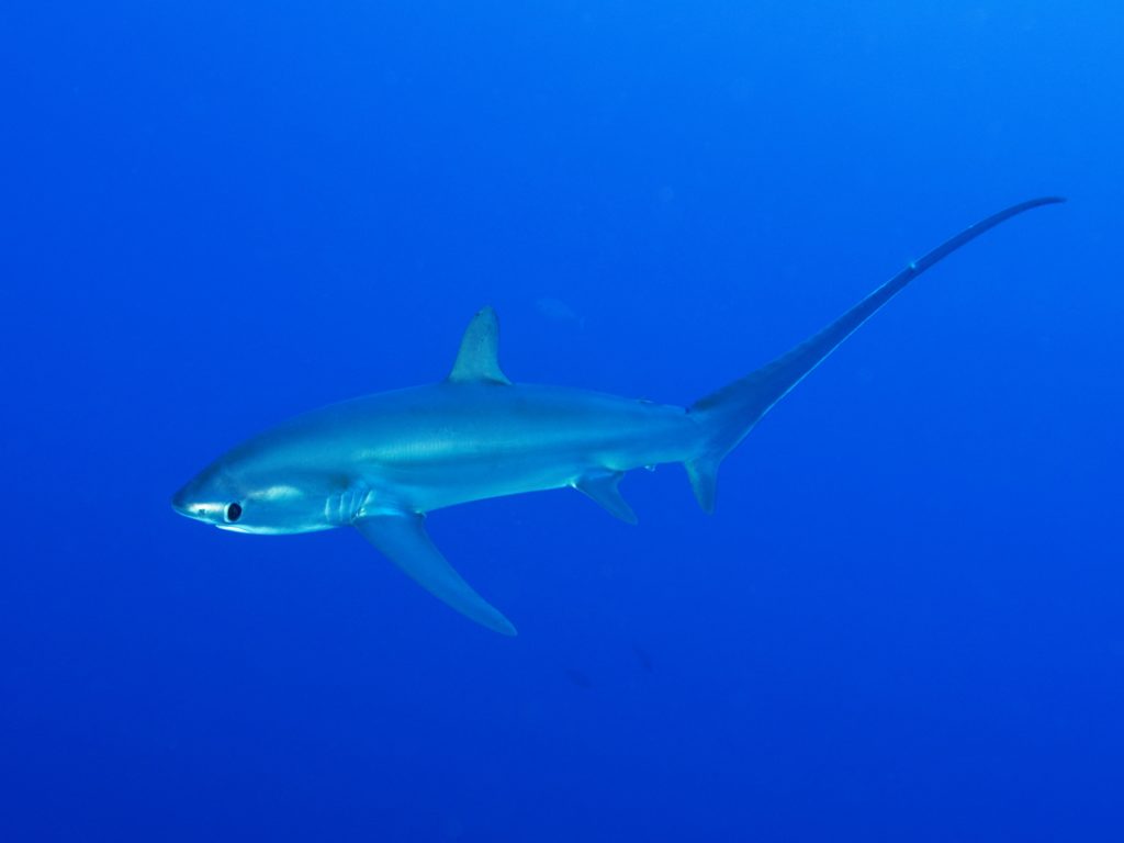 Ein sanfter Drift mit großen Begegnungen