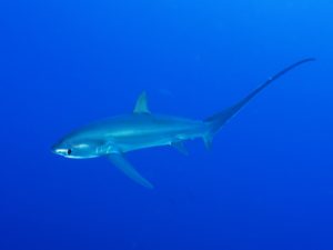 Ein sanfter Drift mit großen Begegnungen