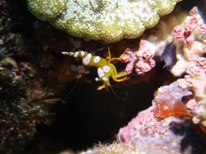 Kofferfische in guter Gesellschaft