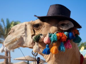 camel with hat