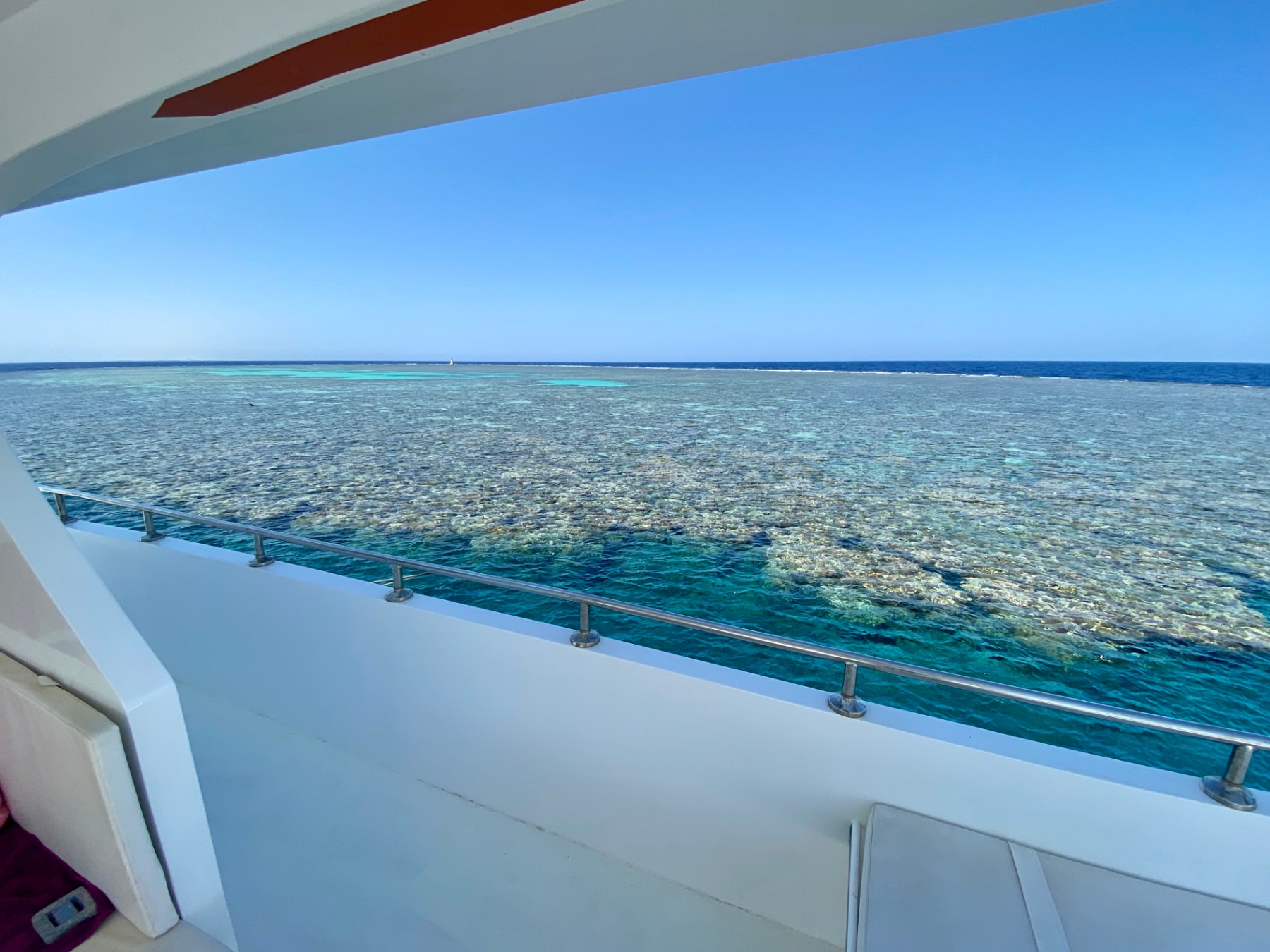 Wundervolle Sichtungen am Panorama Reef