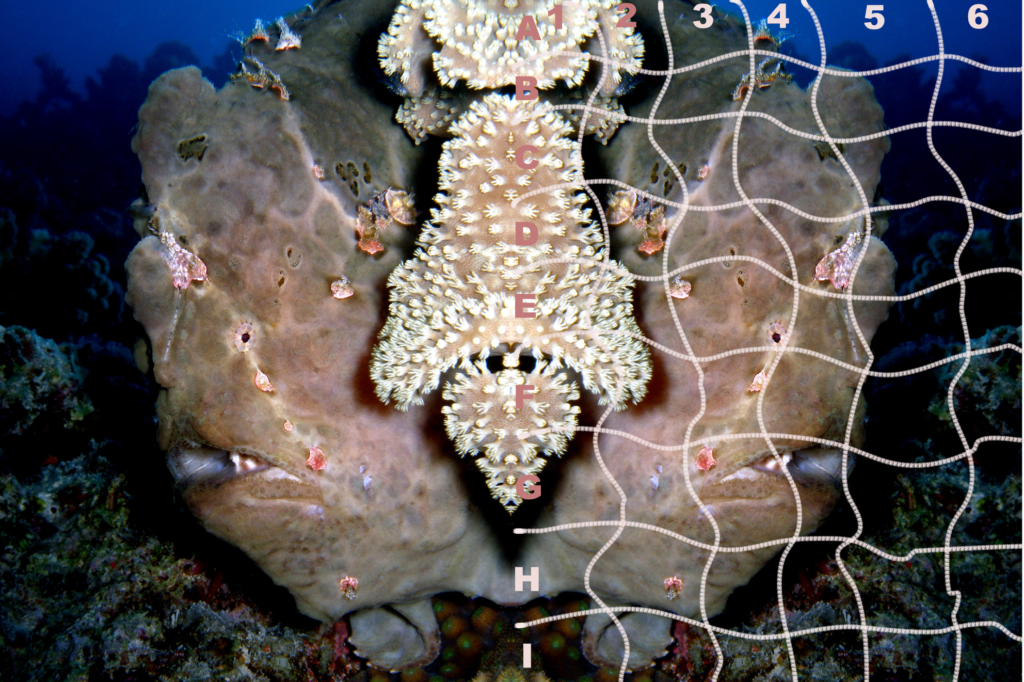 Frogfish-Hurghada