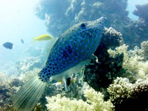 Nordisch frisch, doch das Rote Meer ruft