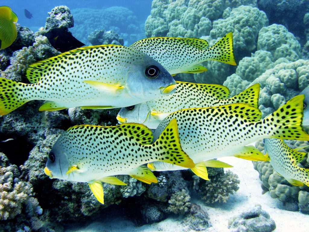 Zwei Tauchgänge in der bunten Unterwasserwelt