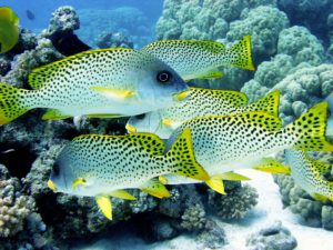 Zwei Tauchgänge in der bunten Unterwasserwelt