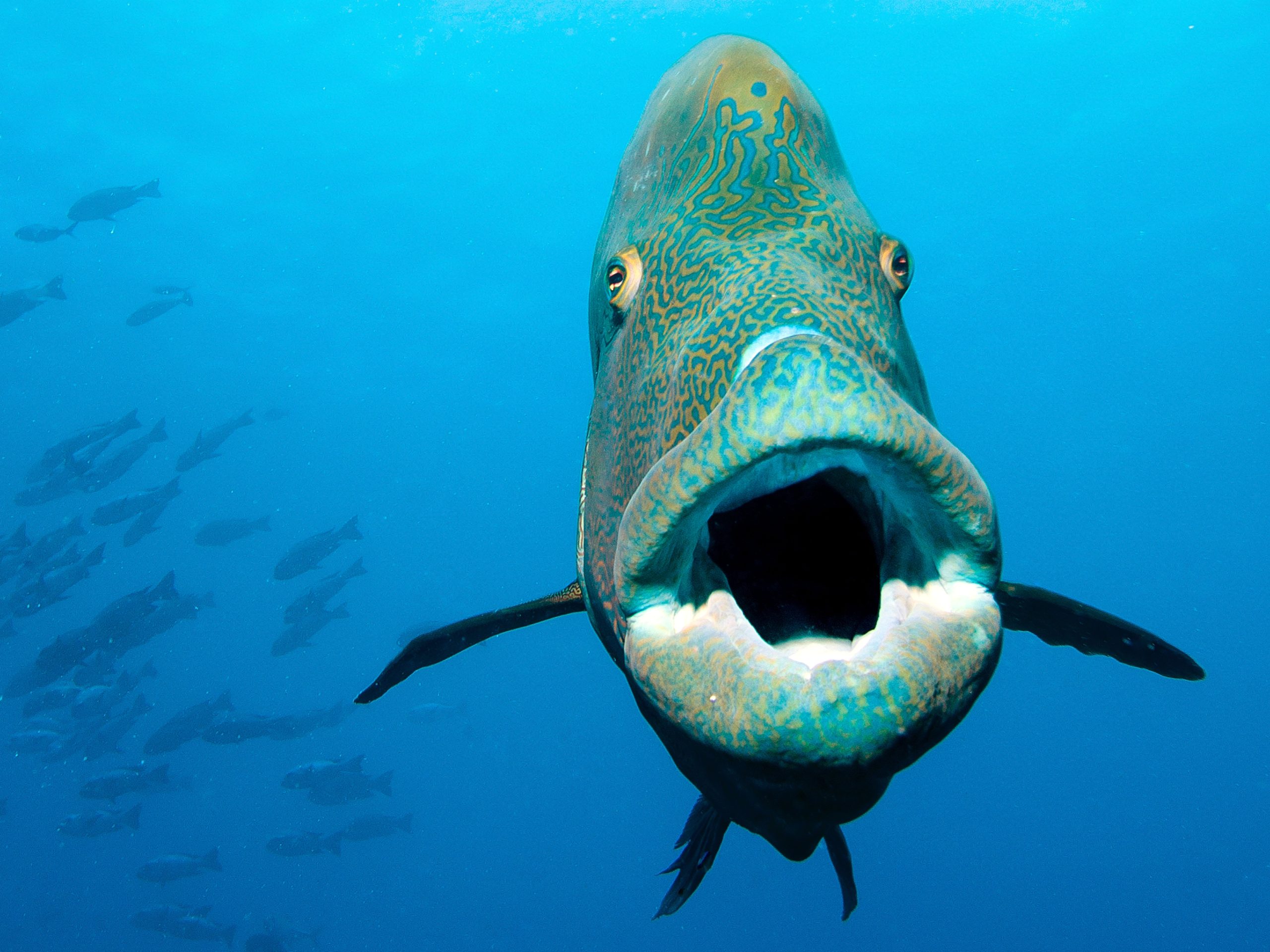 Traumhafte Tauchgänge mit Großfisch