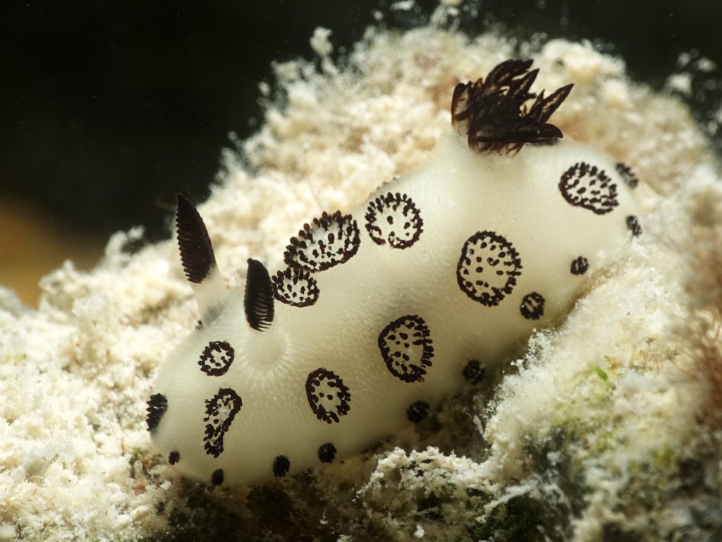 In Shaab Helua warteten nicht nur Delfine