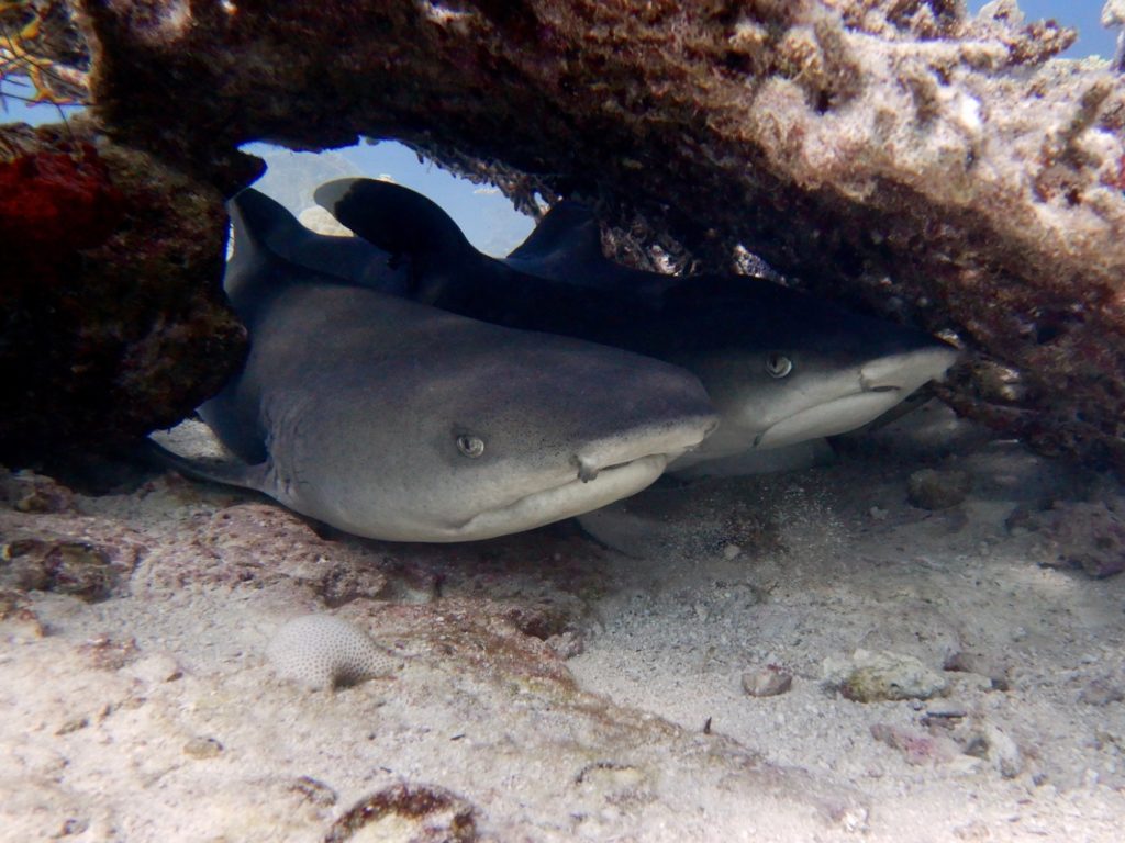 Große Freude an kleinen und großen Tieren