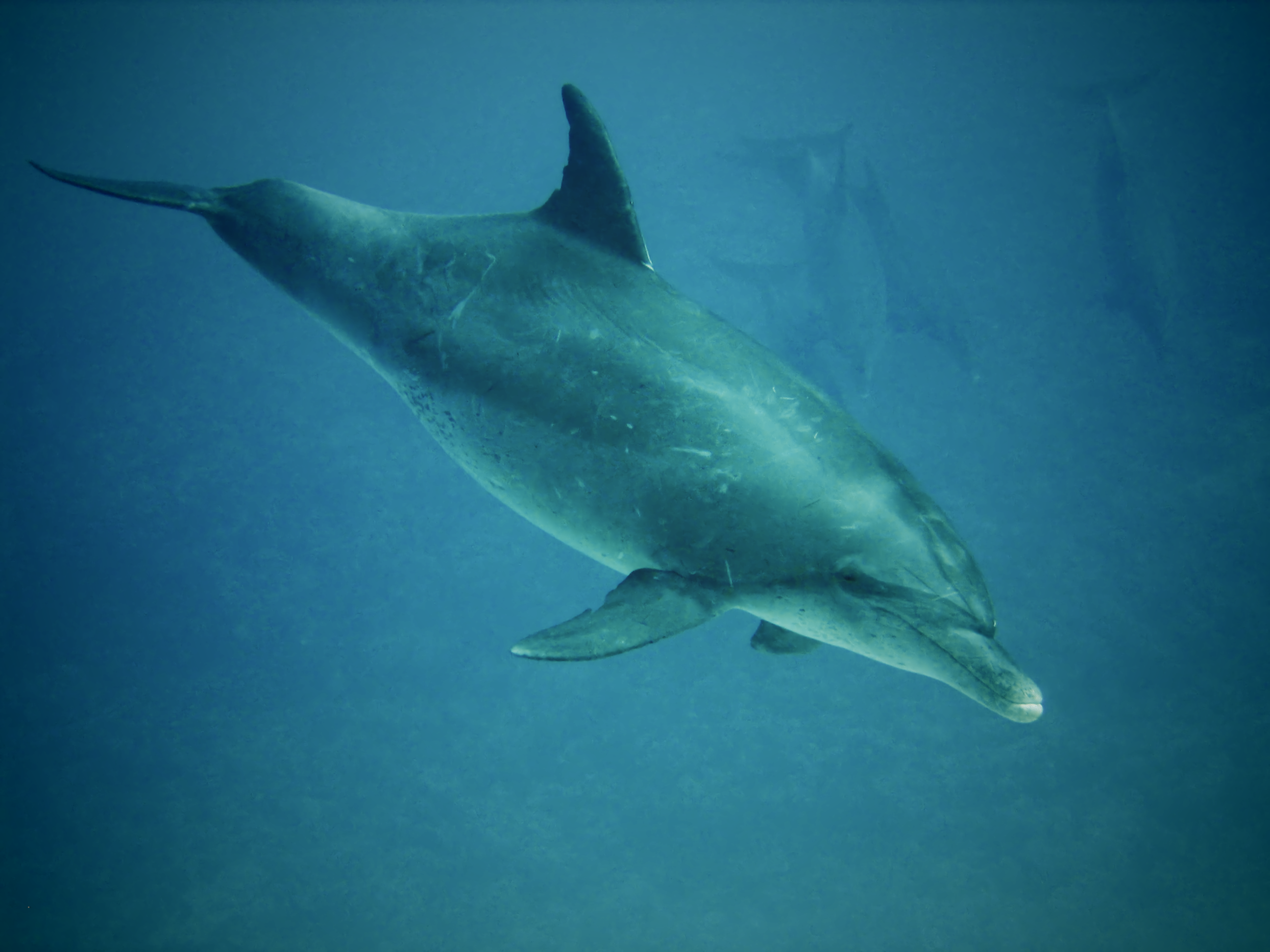 Delfin Spaß muss sein