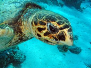 Der Tag der Last Minute Turtles