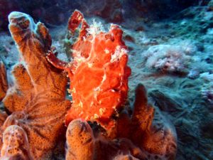 Stromabwärts zu neuen Entdeckungen