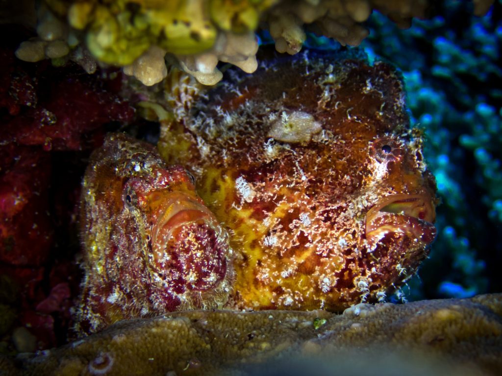 Ein windiger Start, doch perfekte Bedingungen unter Wasser!