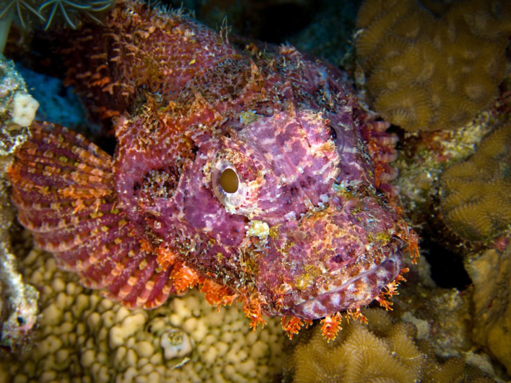 Abtauchen im Korallengarten von Abu Ramada