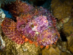 Abtauchen im Korallengarten von Abu Ramada