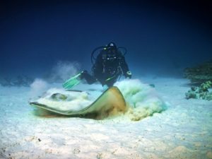 Die erste große Rochen-Show in Herbst