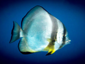 Power Stöbern und ein aufdringlicher Fledermausfisch