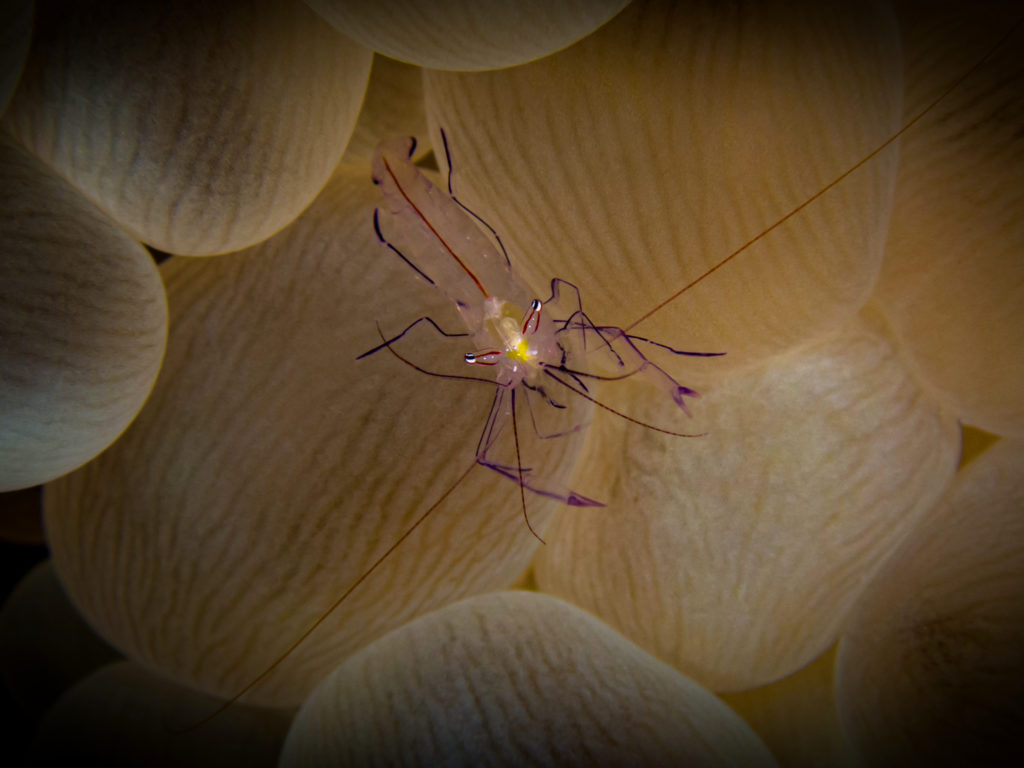 Unsere kleinen Stars im Meer verzaubern uns täglich