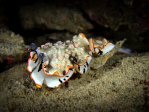 Geburtstagskuchen und bunte Schnecken