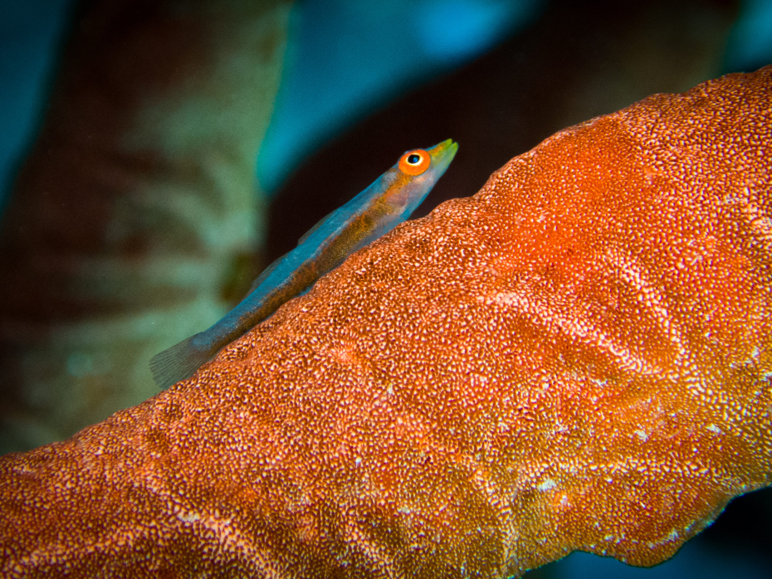 Ein ganzes Alphabet an Fischen