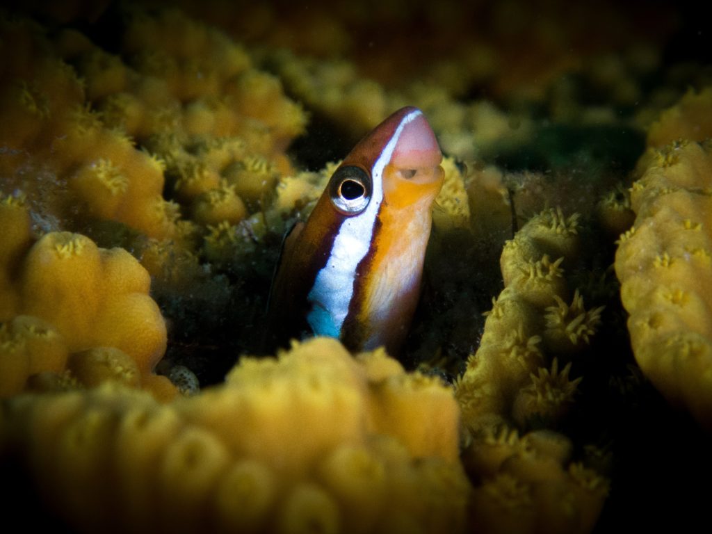 Die Riffbewohner waren so neugierig wie wir