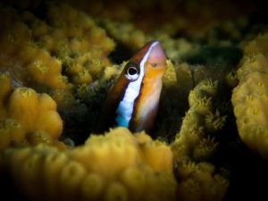 Die Riffbewohner waren so neugierig wie wir