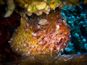 Abtauchen und das Riff erkunden in Fanadir