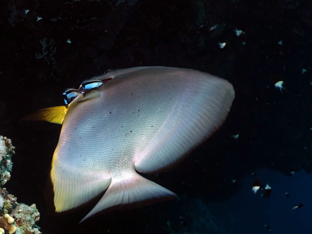 Rochenreigen beim Unterwasserspaziergang
