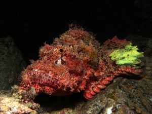 Auf Entdeckungsreise am Giftriff von Hurghada