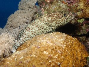 Von Anemonenfisch bis Zackenbarsch ist alles dabei