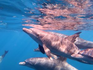 Viele Delfine und eine Minisafari Richtung Süden