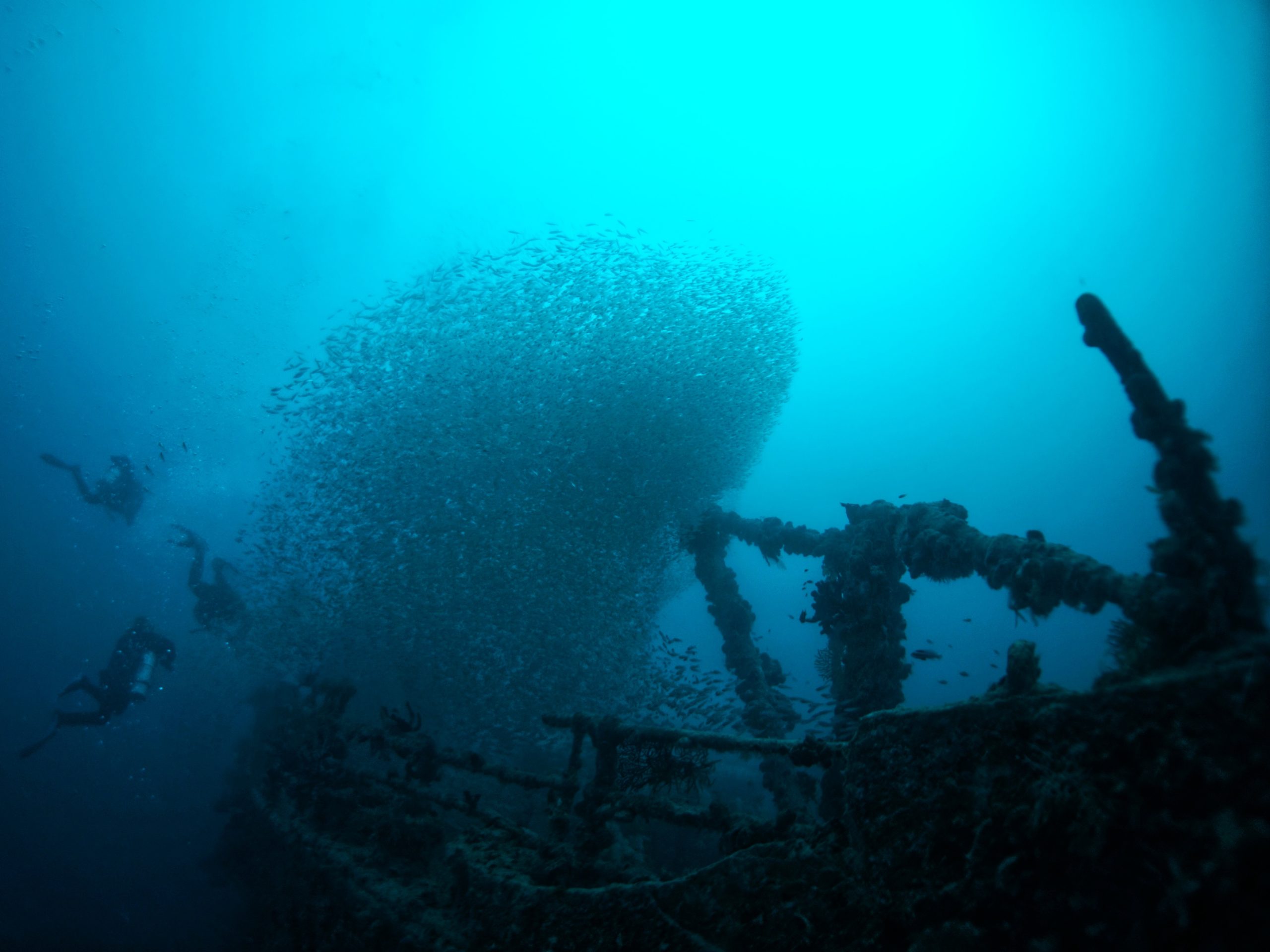 Die Wunderschöne Rosalie In Voller Pracht Blue Water Dive Resort