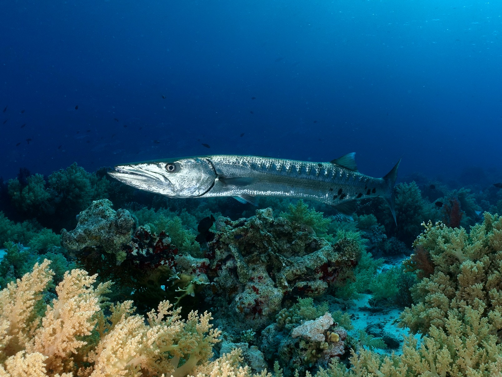 Ein wunderschöner Großfisch-Tag