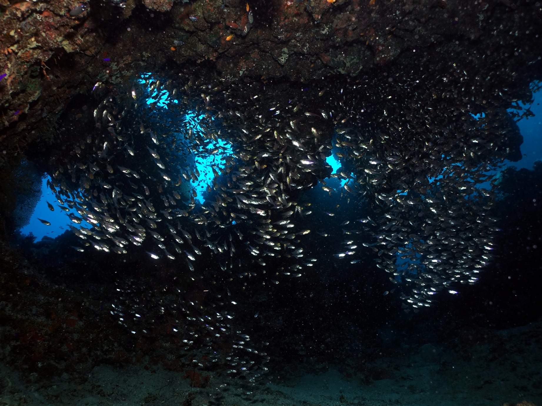Eine Höhle voll mit kleinen Fischen