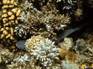 Vier Kuschelhaie und ein bewölkter Himmel