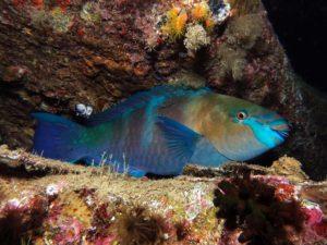 Die Fische im Roten Meer beim Aufwachen beobachten