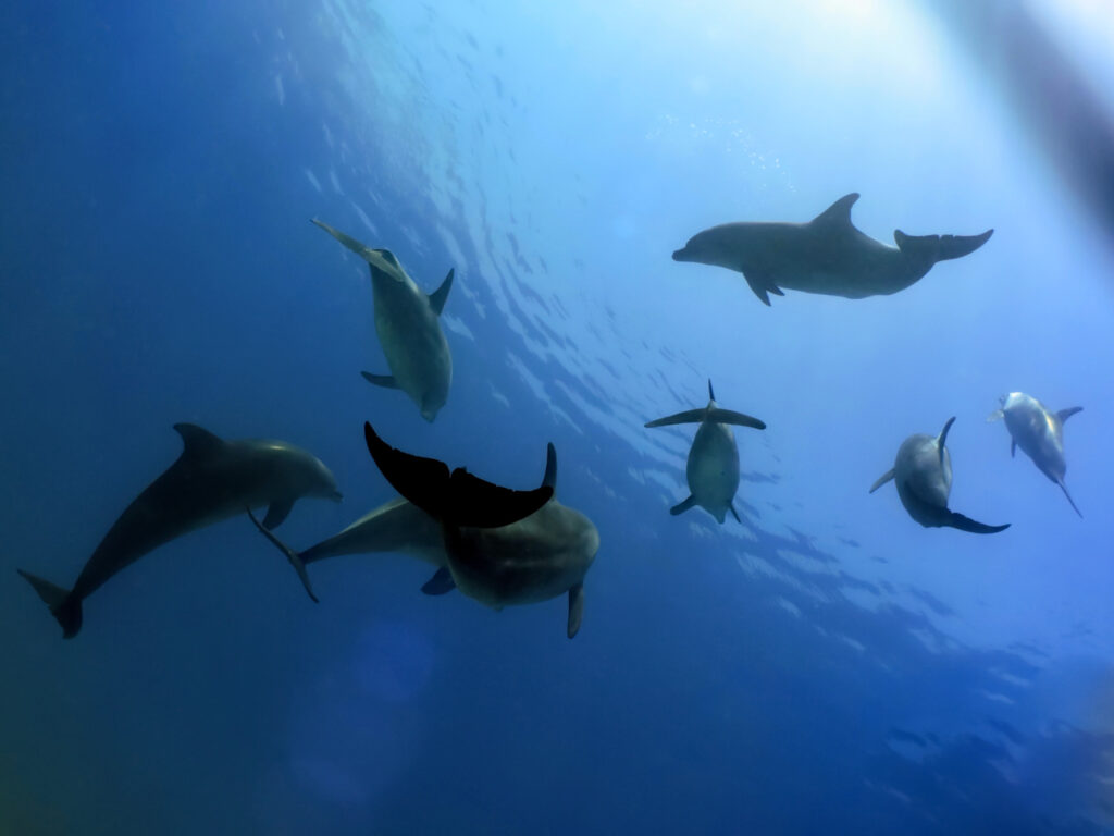 Flossen voraus mit Schildkröte und Delfinen