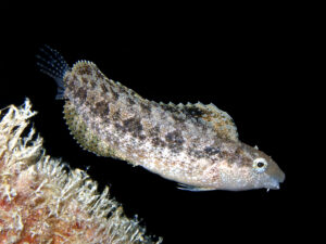 Mit Flossen auf Entdeckungstour