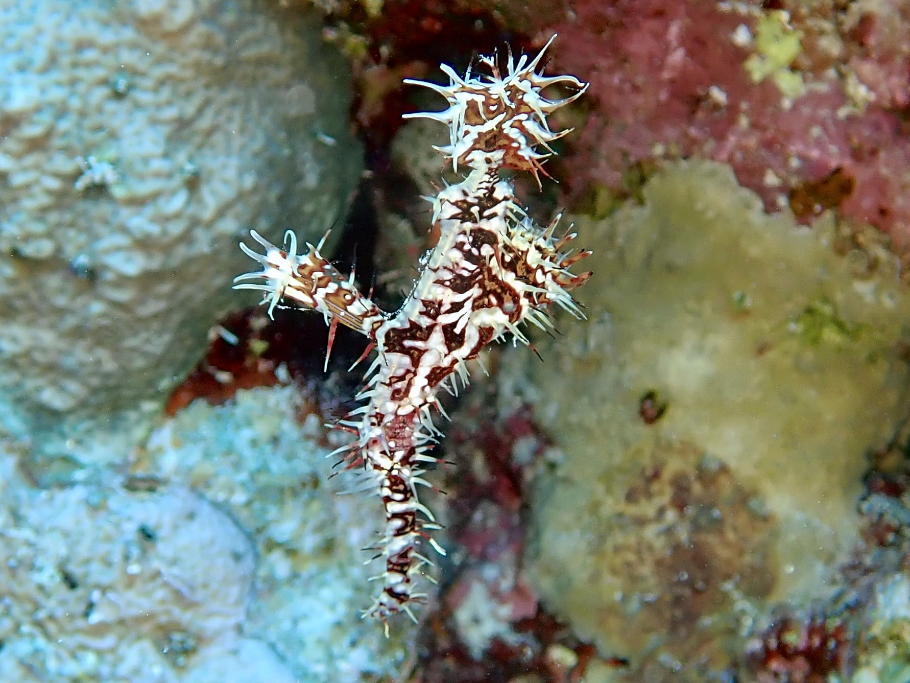 Harlekin Geisterpfeifenfisch