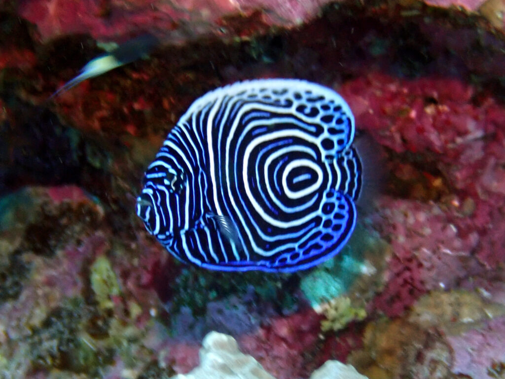 Wenn die Strömung trägt und die Riffe leuchten