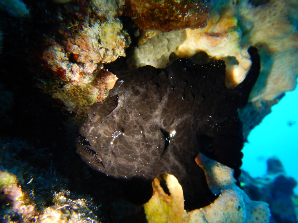 Tauchen, träumen, staunen