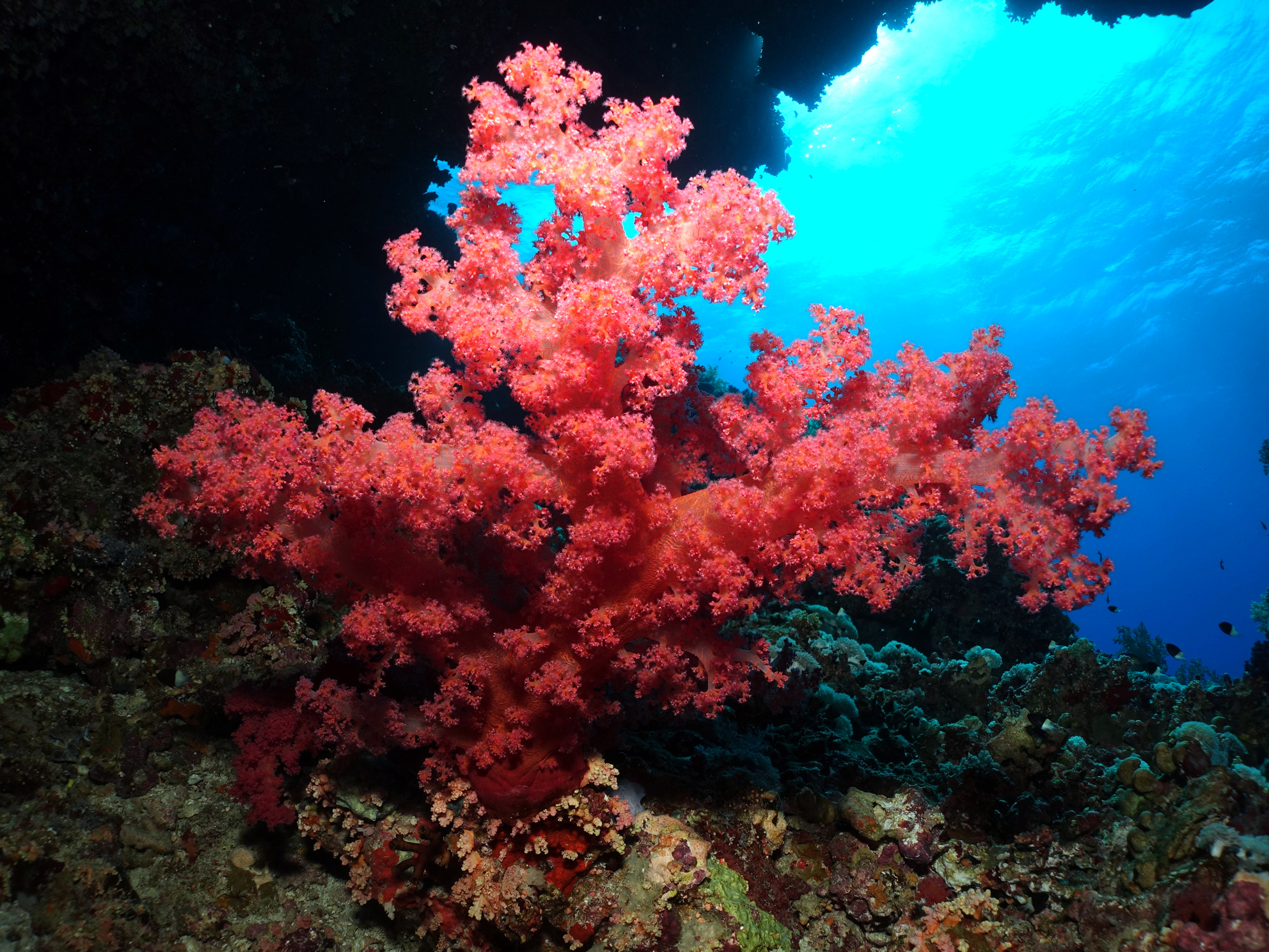 Herrliche Unterwasserwelt am Panorama Riff