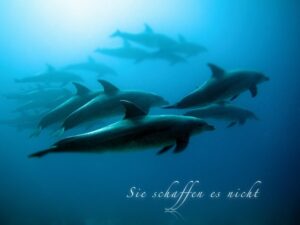 In Japan werden wieder Delfine gejagt